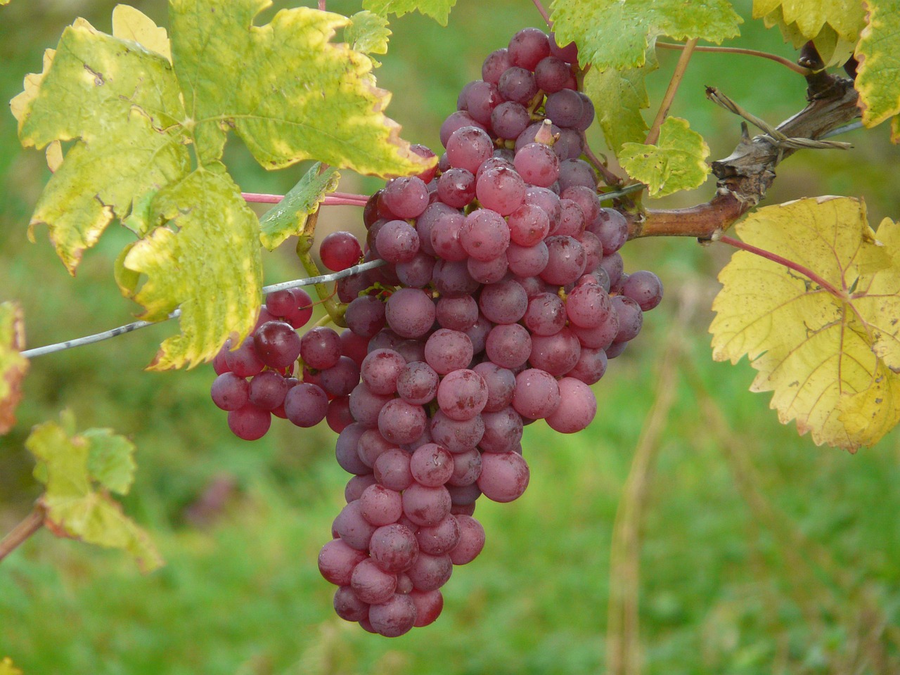 Фото сортов винограда