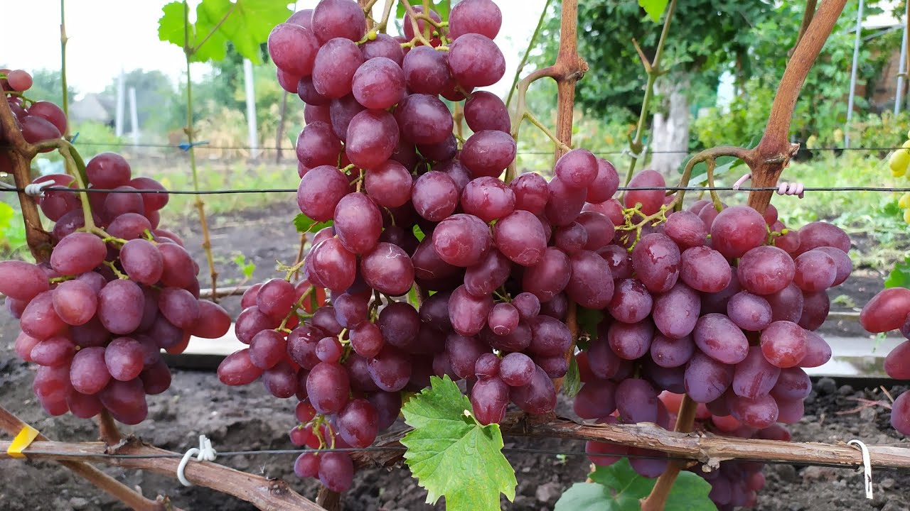 Новинки на винограднике 